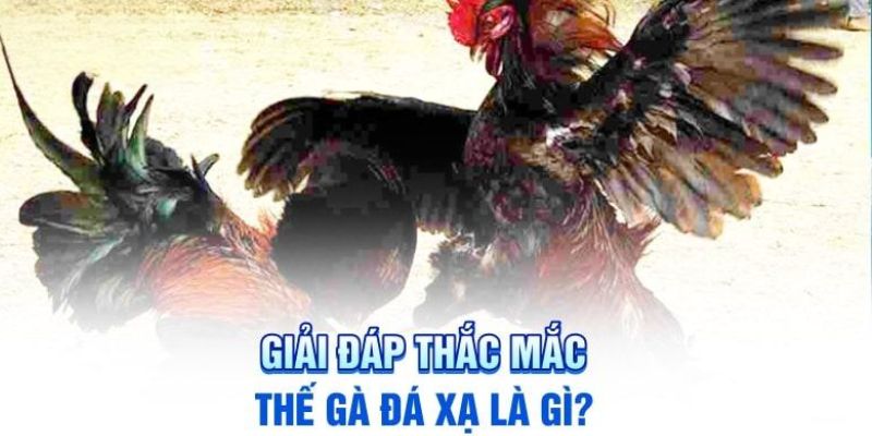 Khám phá thế gà đá xạ cực hiểm giúp chiến kê bất bại