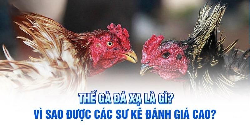 Thế gà đá xạ đỉnh cao giúp chiến kê giành chiến thắng nhanh chóng