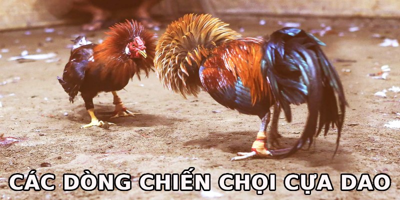 Các dòng chiến chọi được ưa chuộng trong cựa dao