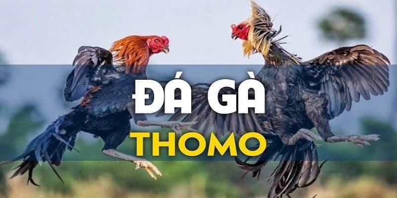 Đá gà Thomo – Trận đấu căng thẳng và hấp dẫn nhất hiện nay