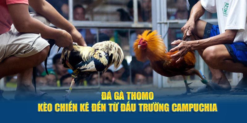 Mẹo chơi đá gà Thomo chuẩn xác giúp bạn luôn thắng